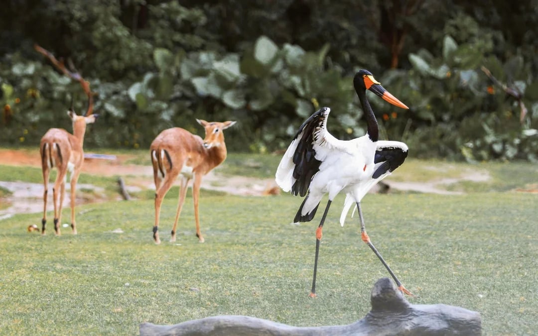 Safari Walk Tickets Nairobi National Park with Optional Hotel Transfers Image 2