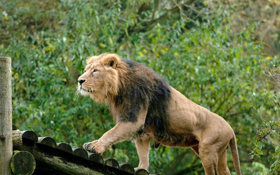 Safari Walk Tickets Nairobi National Park with Optional Hotel Transfers Image 3