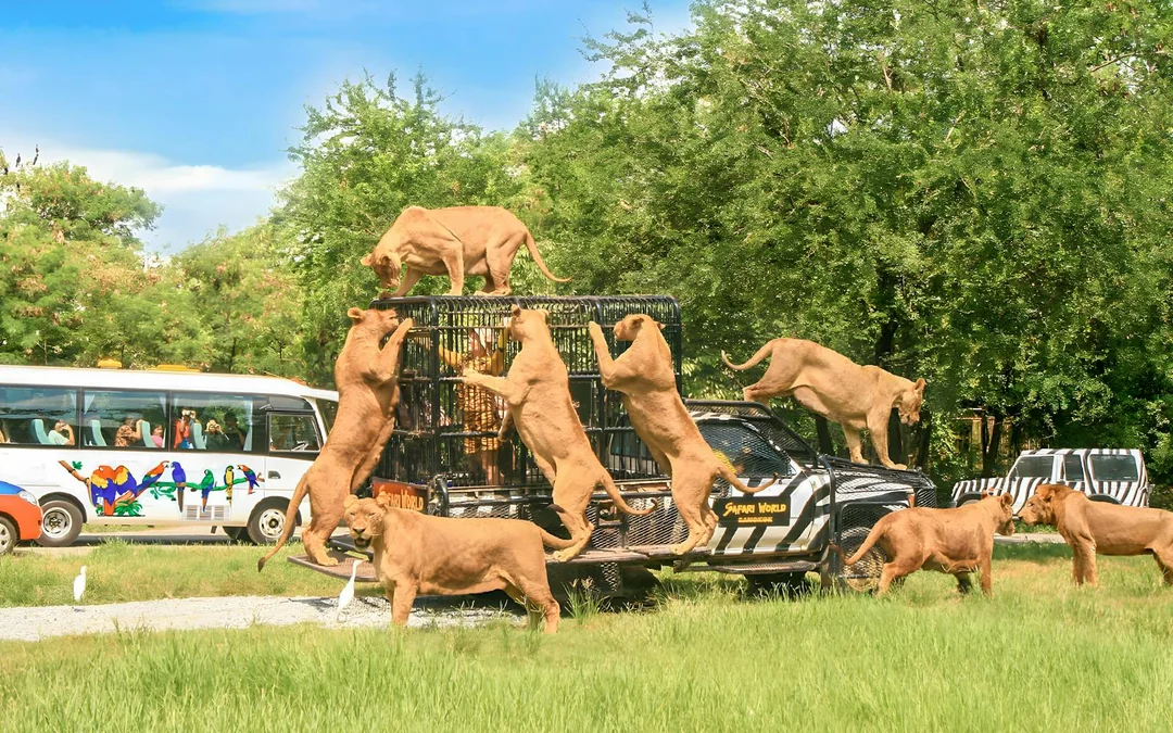 Safari World + Marine Park Tickets with Lunch and Optional Transfers
Image 1