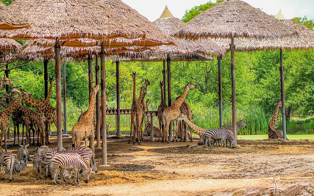 Safari World + Marine Park Tickets with Lunch and Optional Transfers
Image 2