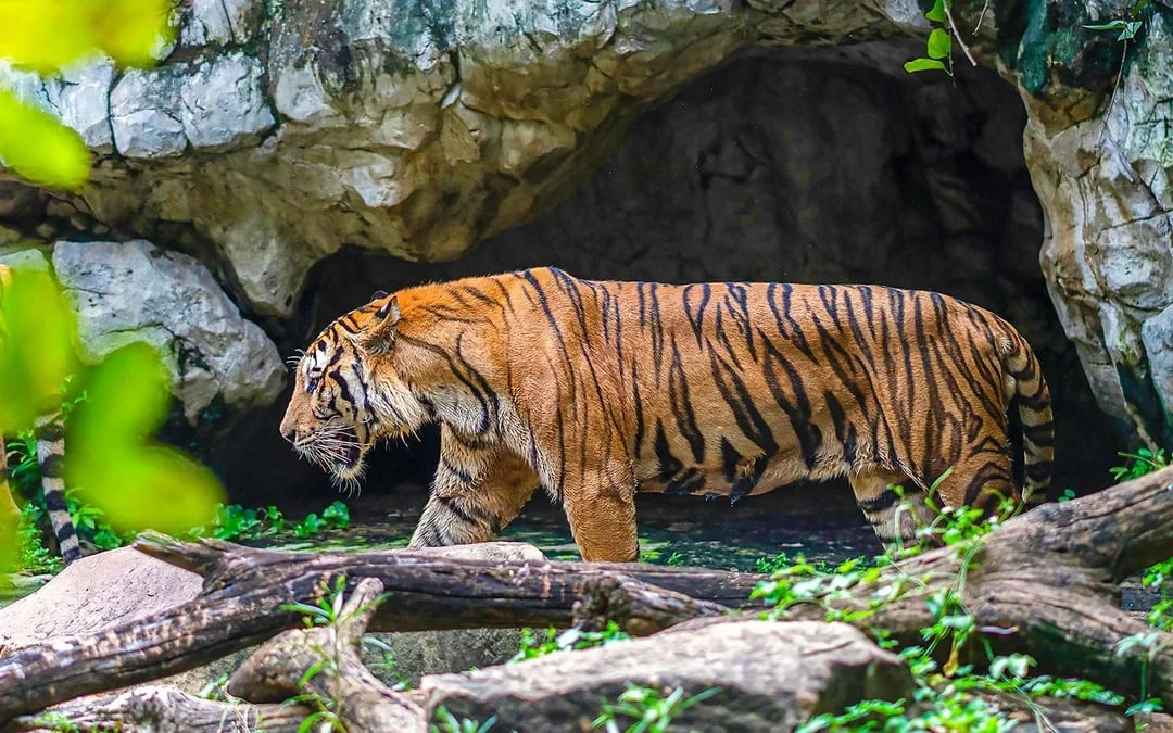 Safari World + Marine Park Tickets with Lunch and Optional Transfers
 Image 6