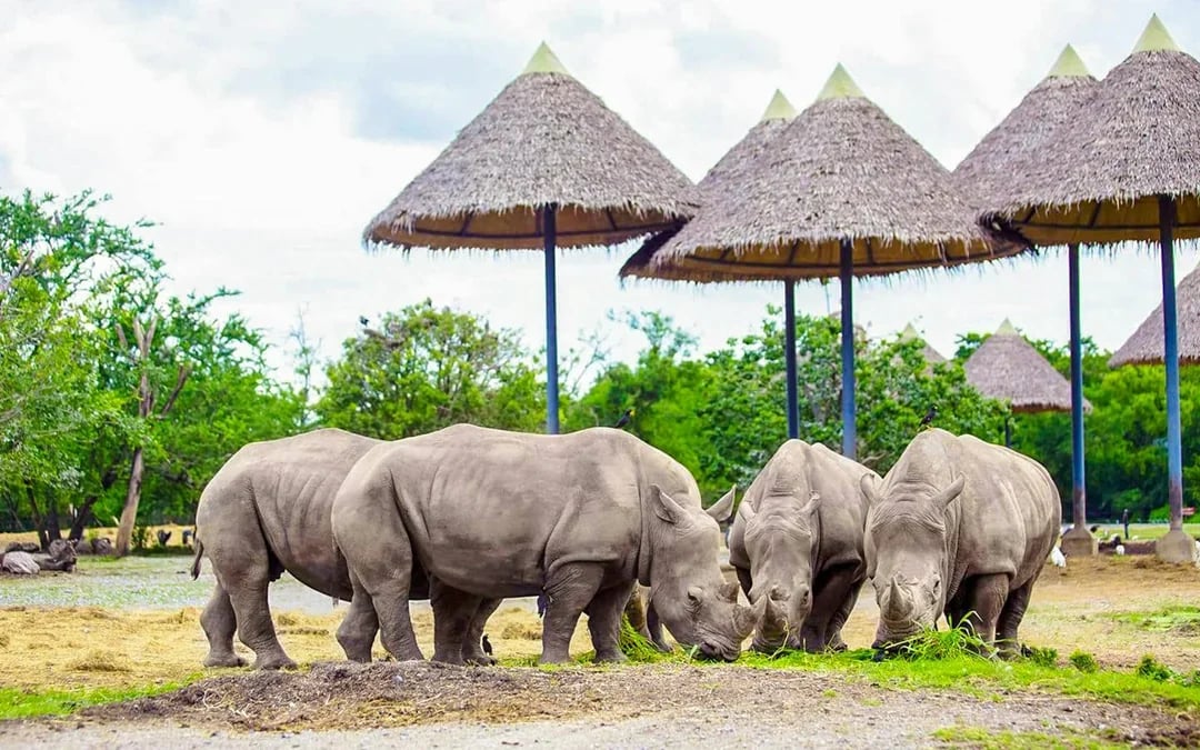 Safari World + Marine Park Tickets with Lunch and Optional Transfers
 Image 7