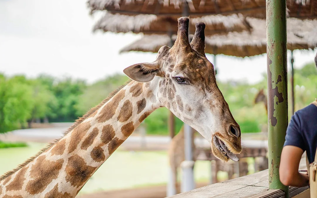 Safari World Tickets with Optional Lunch Image 2