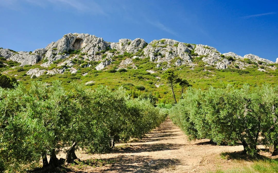 Saint-Rémy-de-Provence, Les Baux-de-Provence & Pont du Gard Small-Group Day Trip Image 3