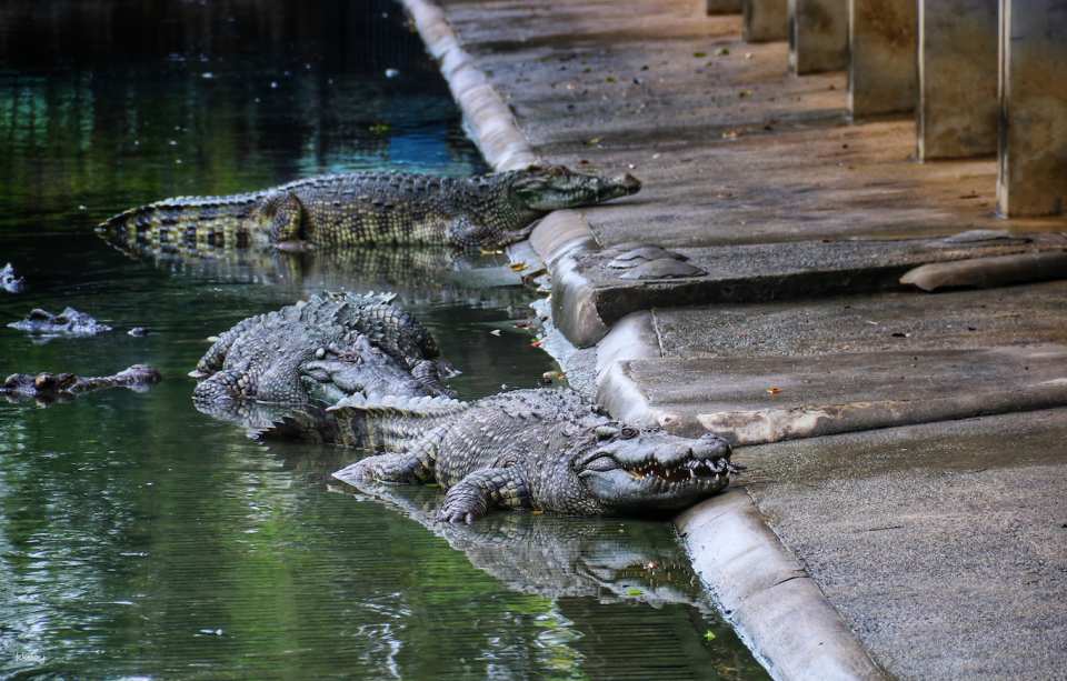 Samphran Elephant Ground & Crocodile Zoo Ticket | Thailand