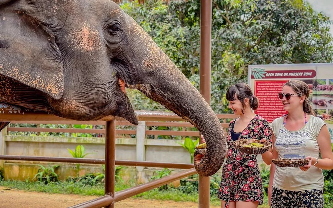 Samui: Feeding Program at the Elephant Home Nursery Image 1