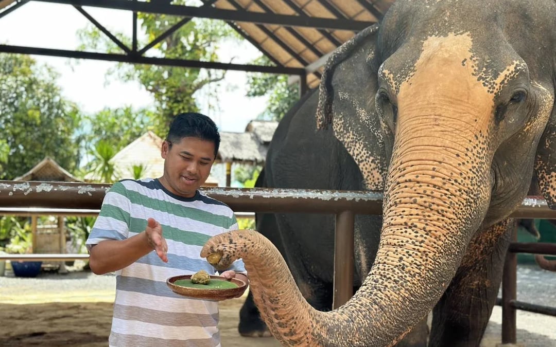 Samui: Feeding Program at the Elephant Home Nursery Image 7