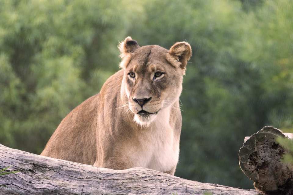 San Diego Zoo Safari Park Admission Ticket | California