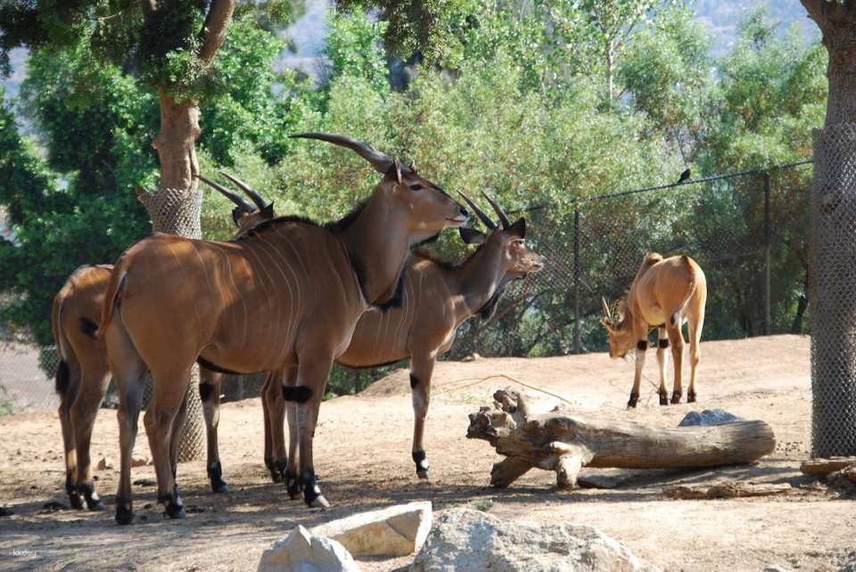 San Diego Zoo Safari Park Admission Ticket | California
