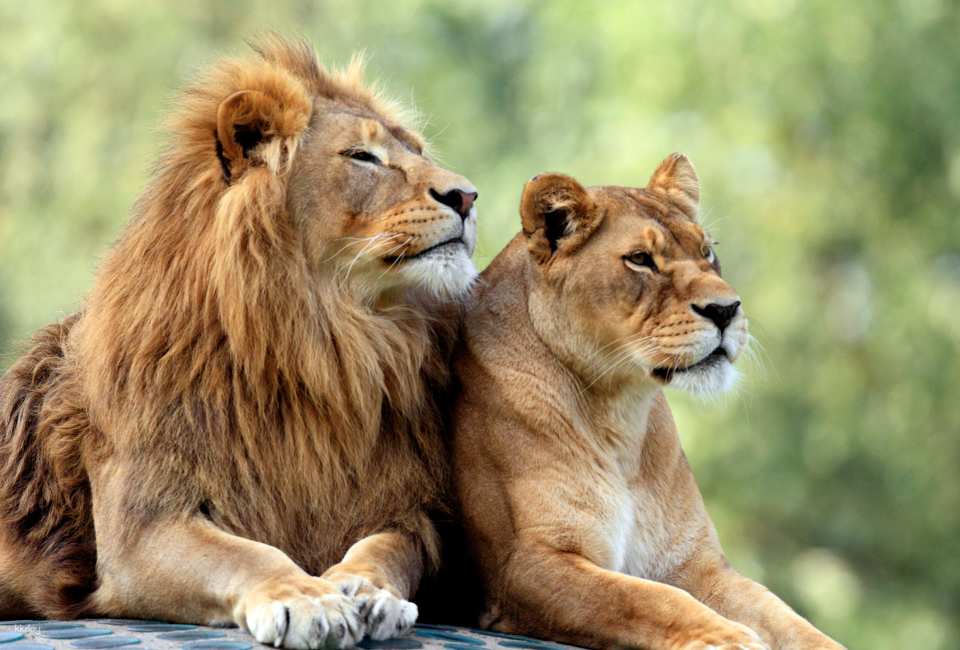 San Diego Zoo Safari Park Admission Ticket | California