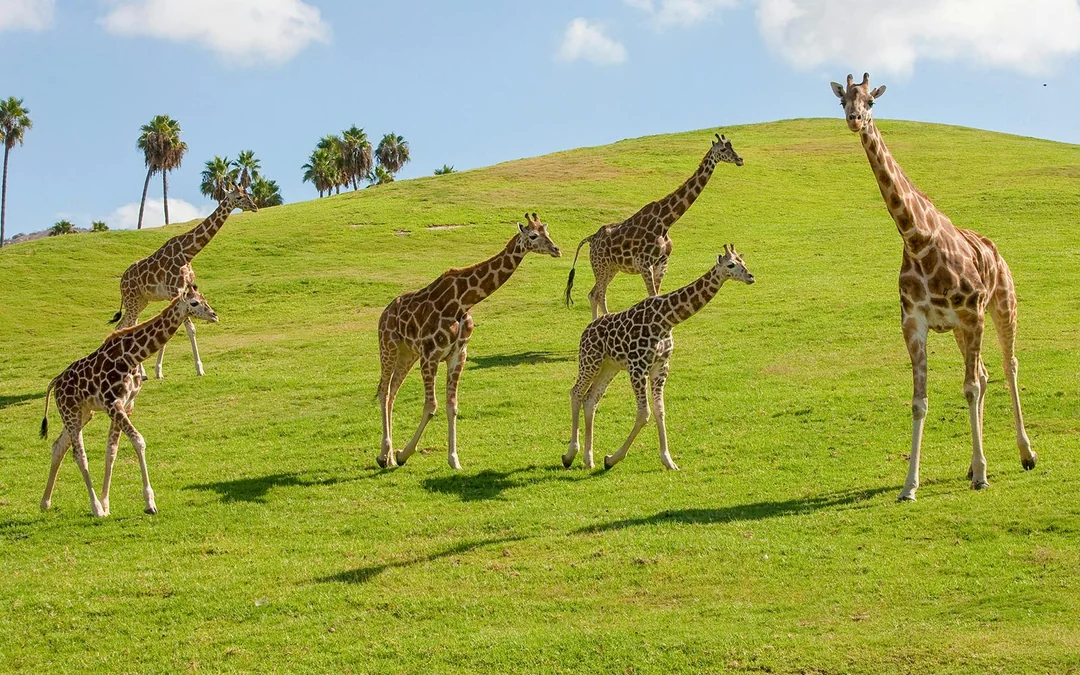 San Diego Zoo Safari Park Tickets Image 4
