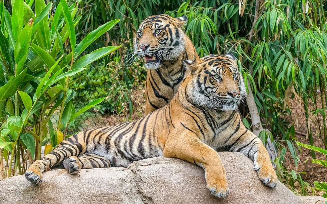 San Diego Zoo Safari Park Tickets Image 5