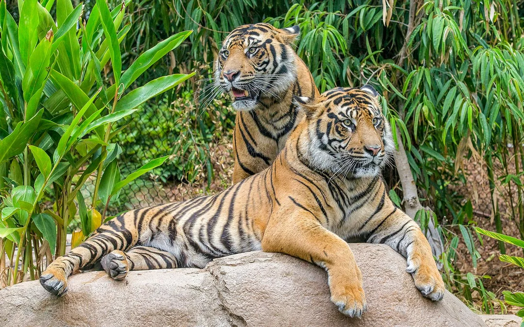 San Diego Zoo Safari Park Tickets Image 5