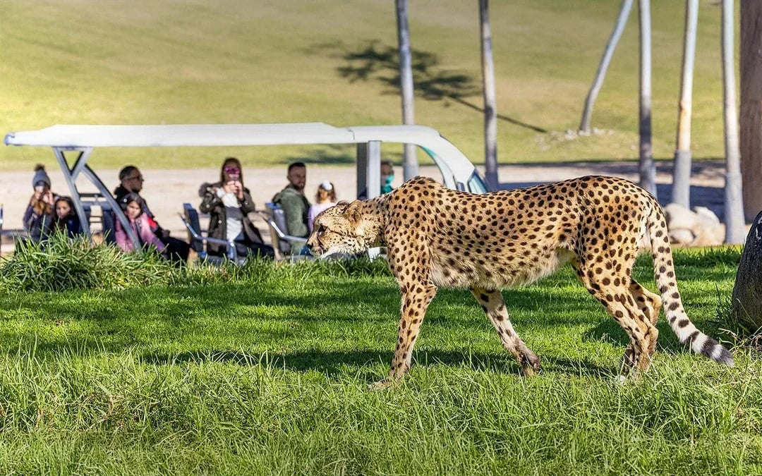 San Diego Zoo Safari Park Tickets Image 9