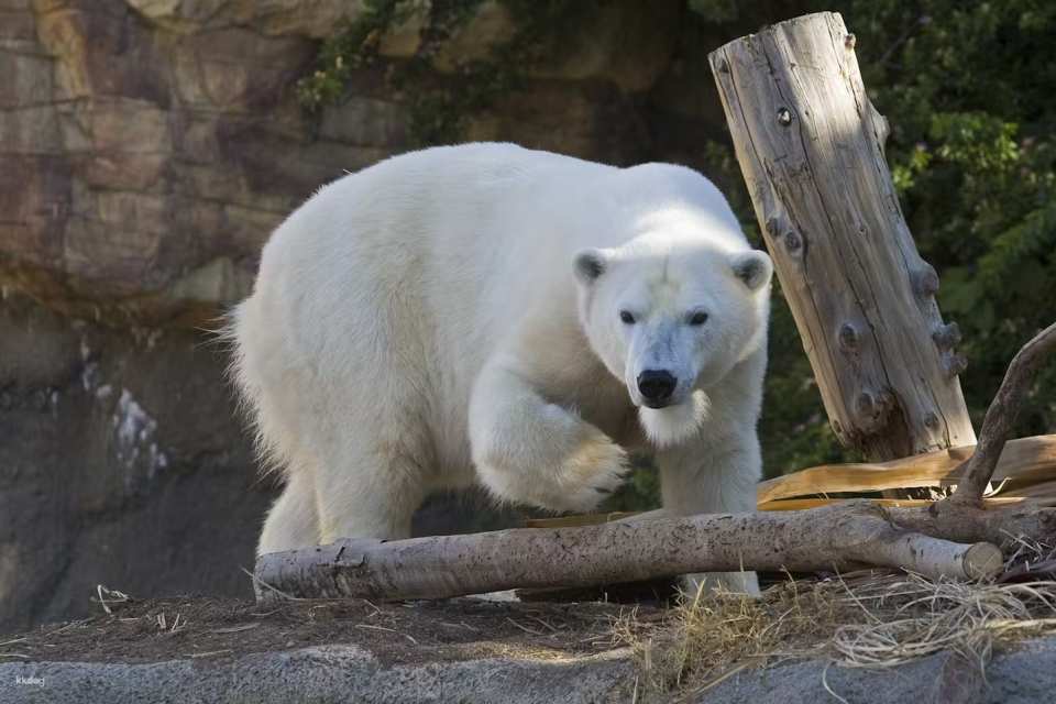 San Diego Zoo Ticket | California