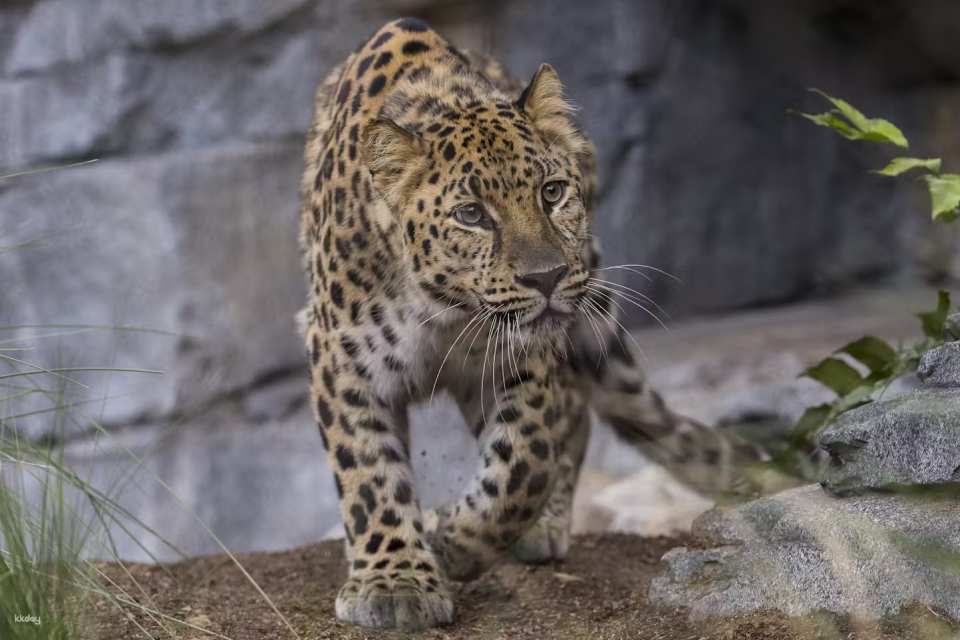San Diego Zoo Ticket | California