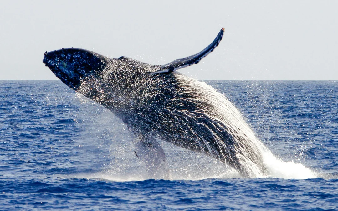 San Francisco Bay Whale Watching Cruise Image 4