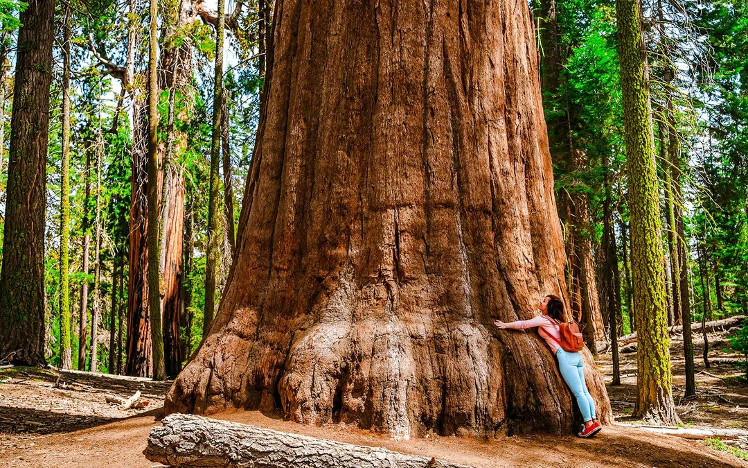 San Francisco To/From Yosemite Multi-Day Transport with Giant Sequoias Hike Image 4