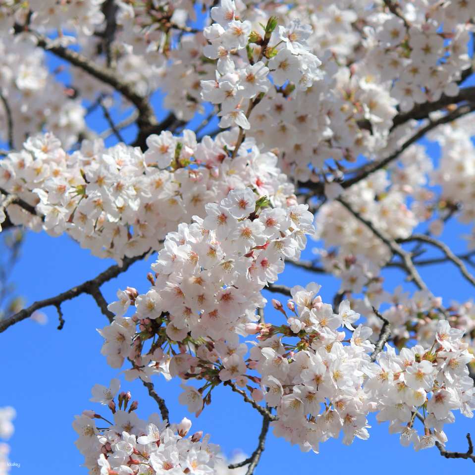 Sankeien Garden Admission Ticket | Instant Confirmation | Yokohama