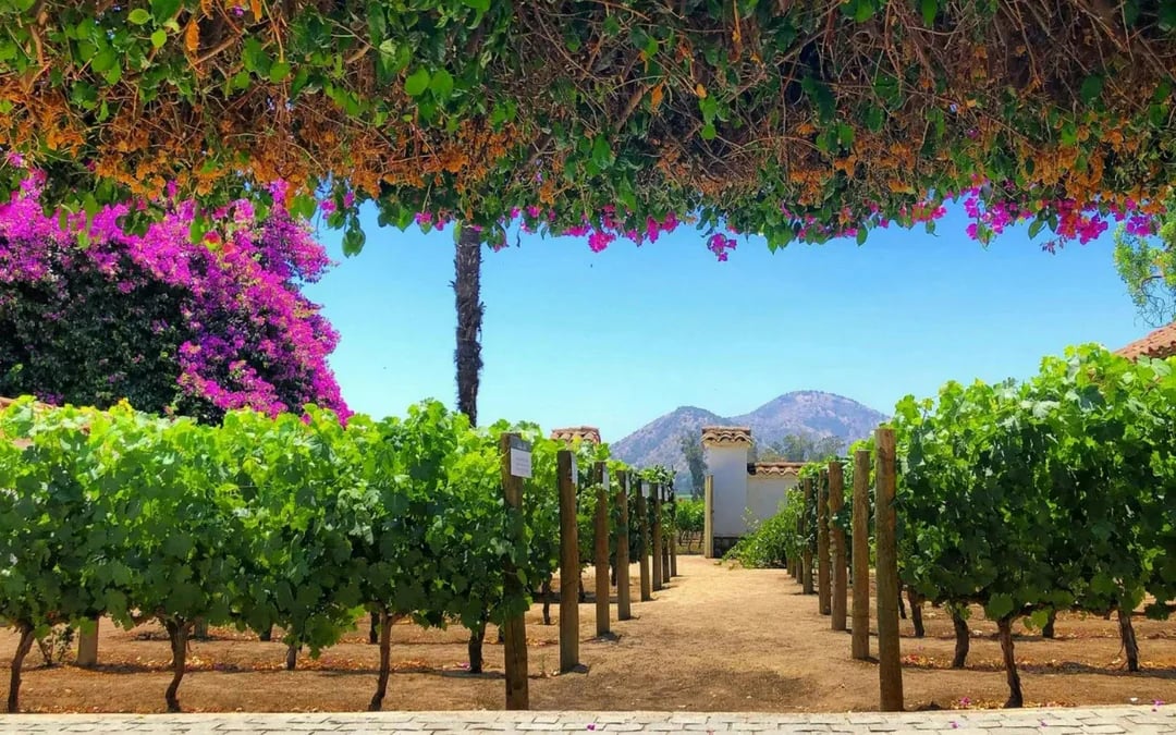 Santa Rita Vineyard Tour: History, Wine, and Outdoor Picnic Image 2