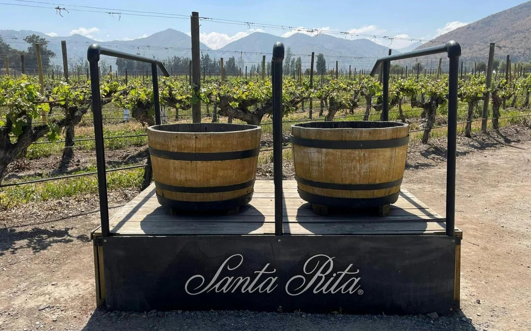 Santa Rita Vineyard Tour with Lunch, an Unforgettable Day! Image 7