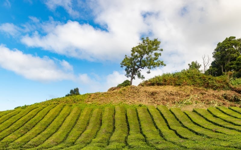 São Miguel: Hop-On Hop-Off Bus Tour on 2 Routes Image 8