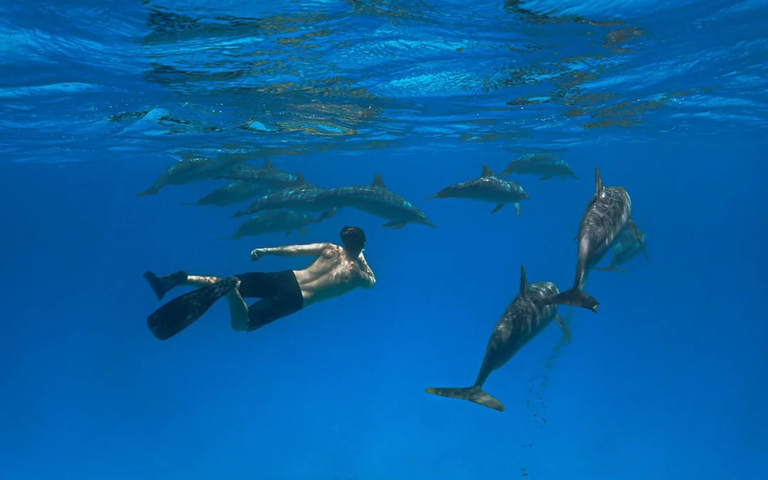 São Miguel: Swim with Dolphins Tour Image 1