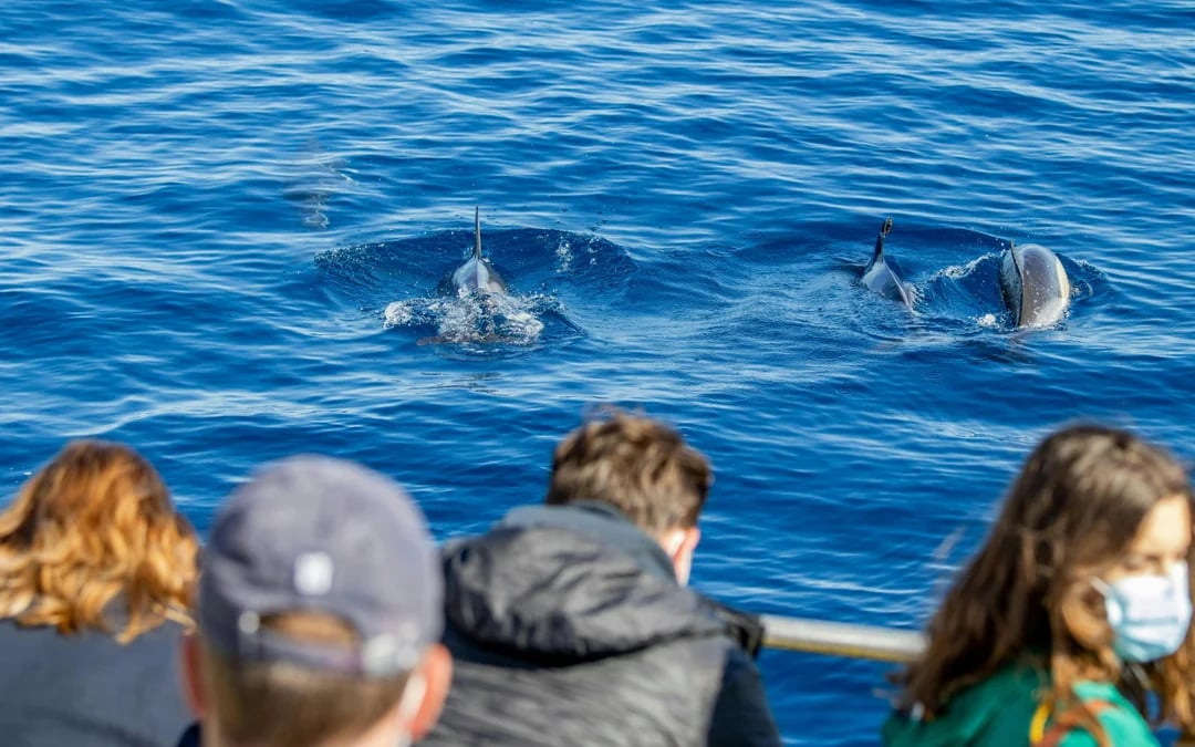 São Miguel: Swim with Dolphins Tour Image 2