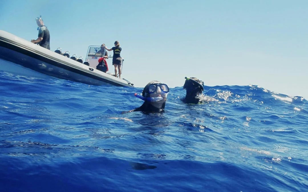 São Miguel: Swim with Dolphins Tour Image 3