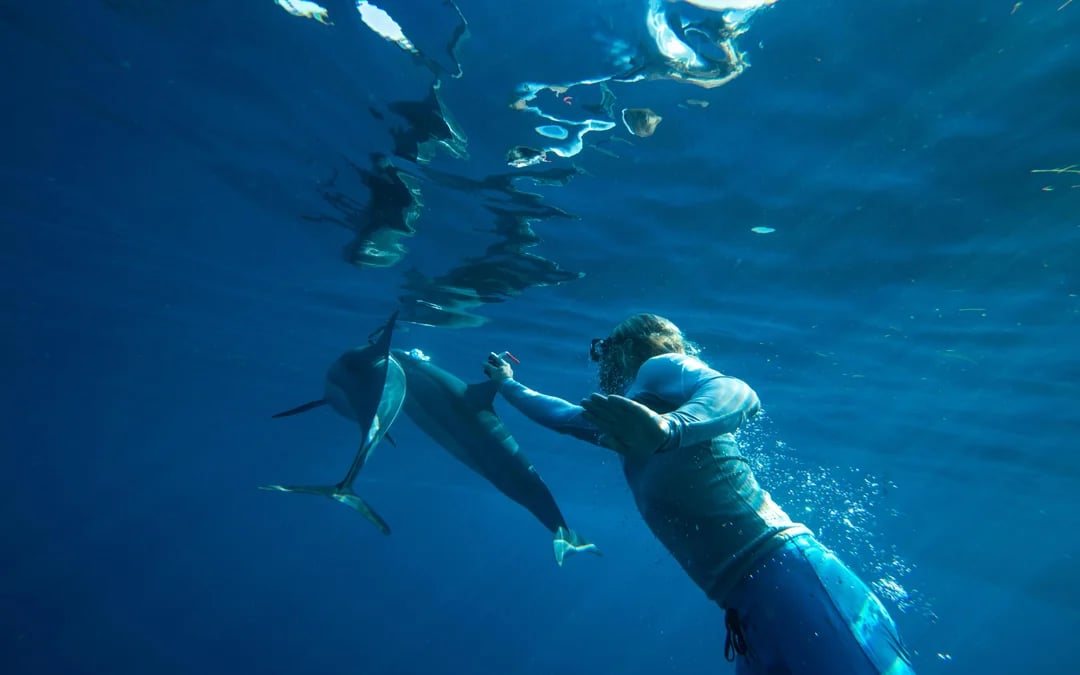 São Miguel: Swim with Dolphins Tour Image 4