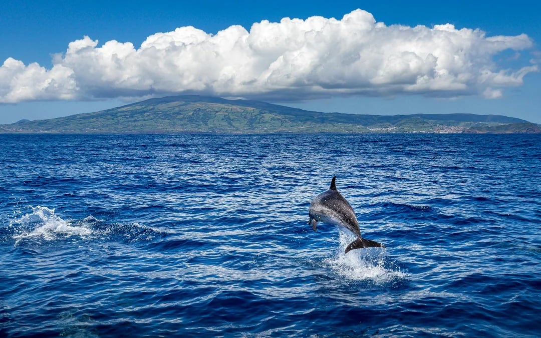 São Miguel: Swim with Dolphins Tour Image 5