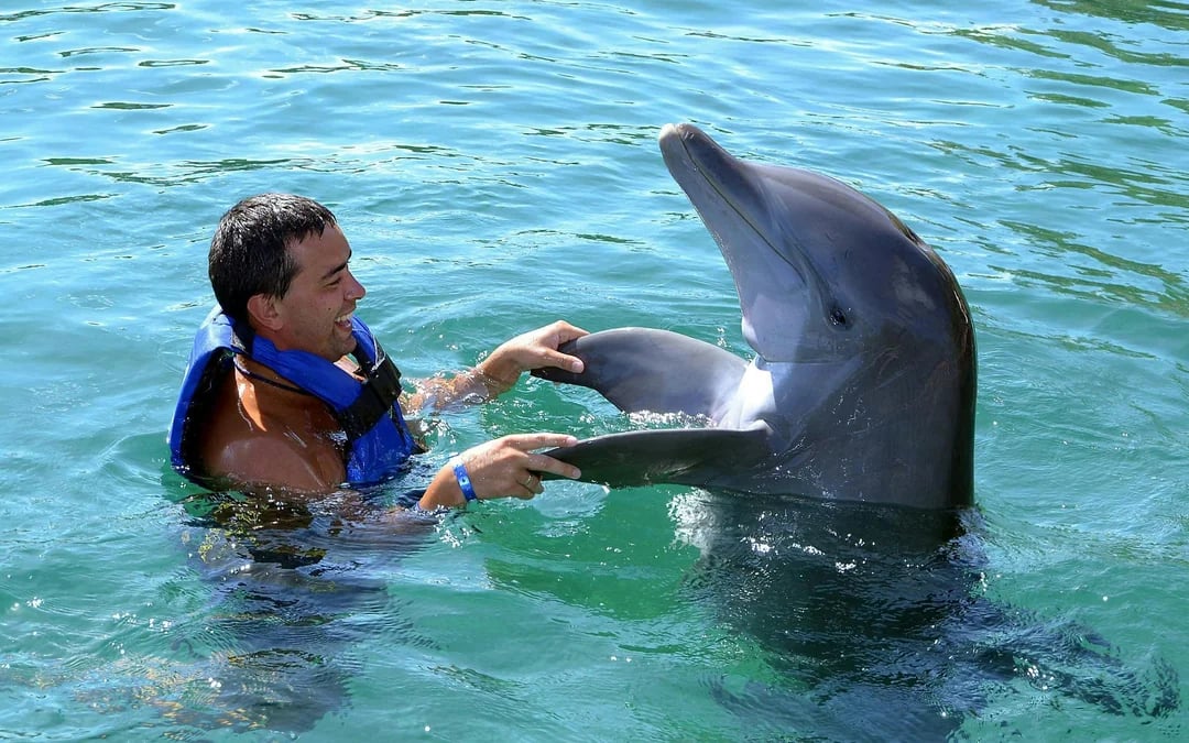 São Miguel: Swim with Dolphins Tour Image 6