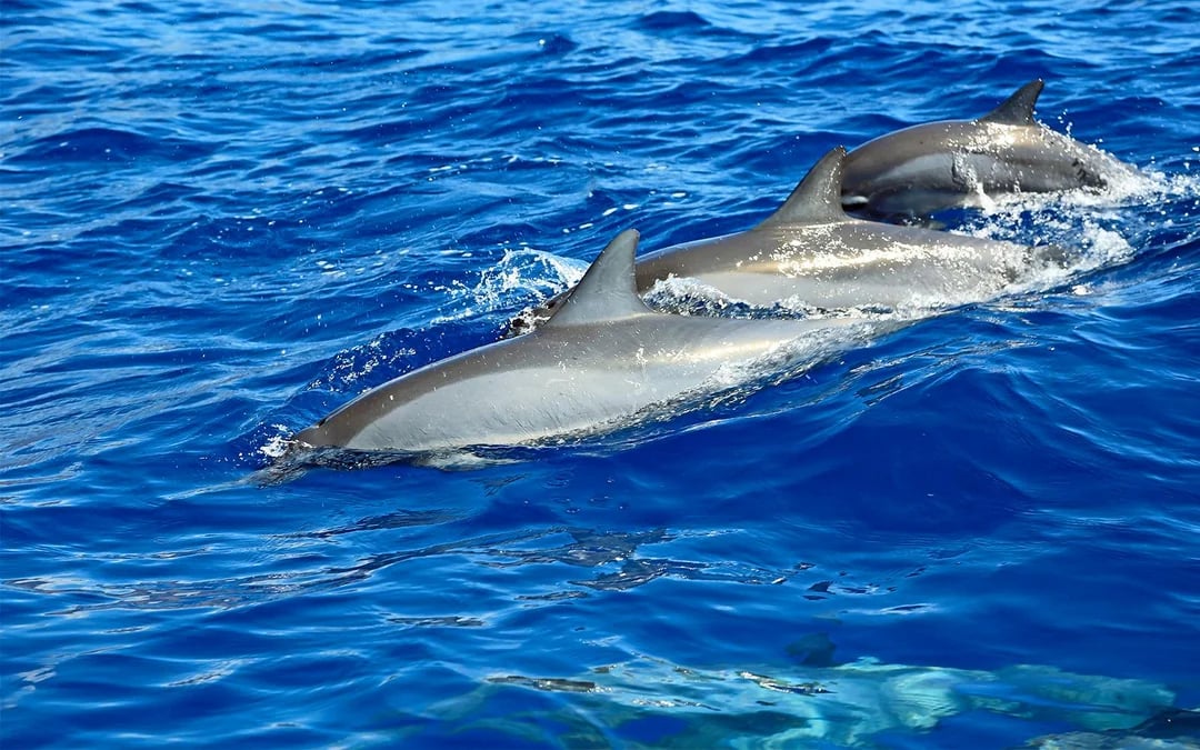 São Miguel: Swim with Dolphins Tour Image 7