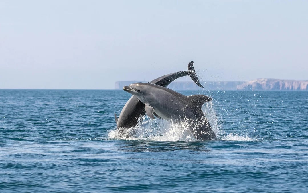 São Miguel: Swim with Dolphins Tour Image 8