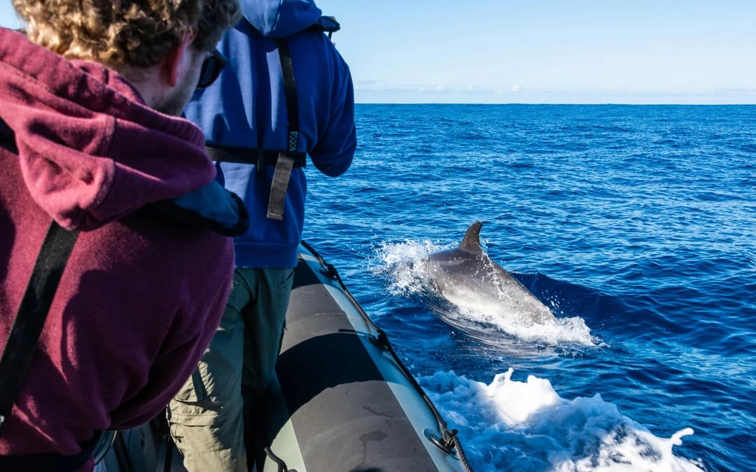 São Miguel: Swim with Dolphins Tour Image 10
