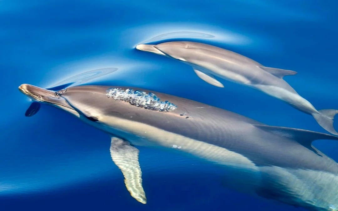 São Miguel: Whale Watching Boat Tour Image 2