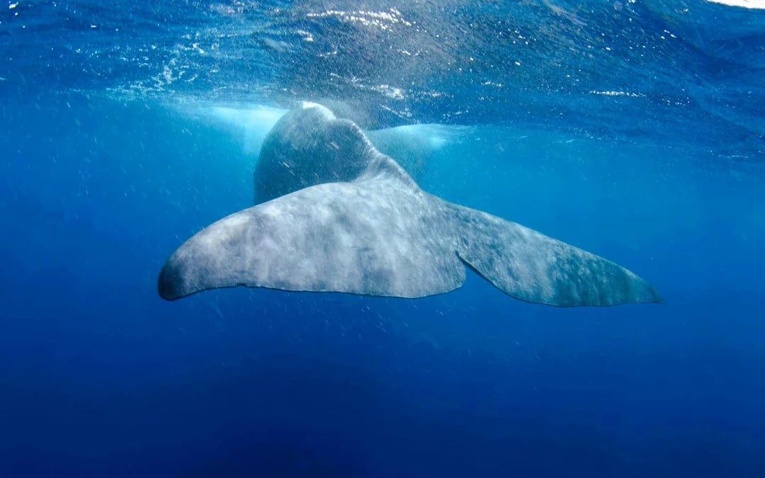 São Miguel: Whale Watching Boat Tour Image 6