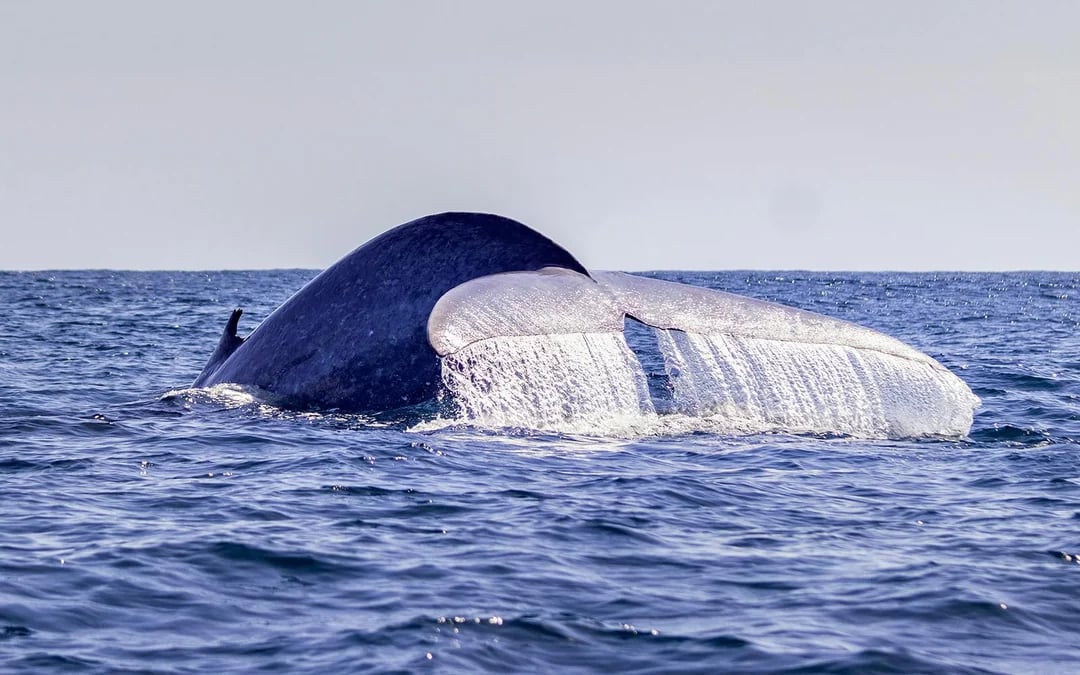 São Miguel: Whale Watching Catamaran Tour Image 7