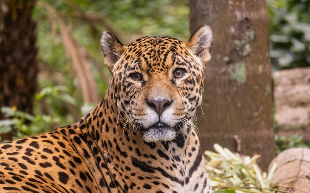 São Paulo Zoo Tickets Image 1