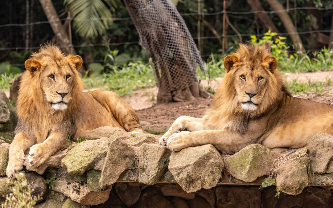São Paulo Zoo Tickets Image 3
