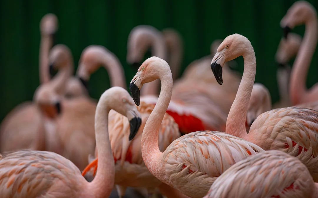 São Paulo Zoo Tickets Image 4