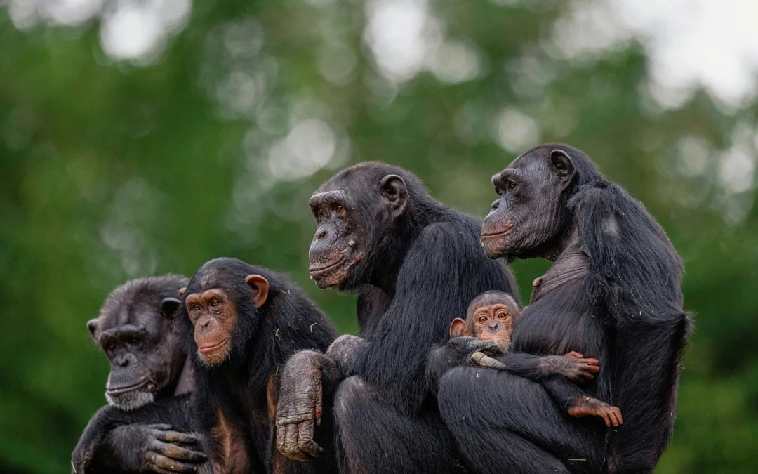 São Paulo Zoo Tickets Image 5