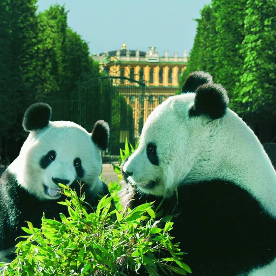 Vienna Schönbrunn Zoo Skip the line Ticket