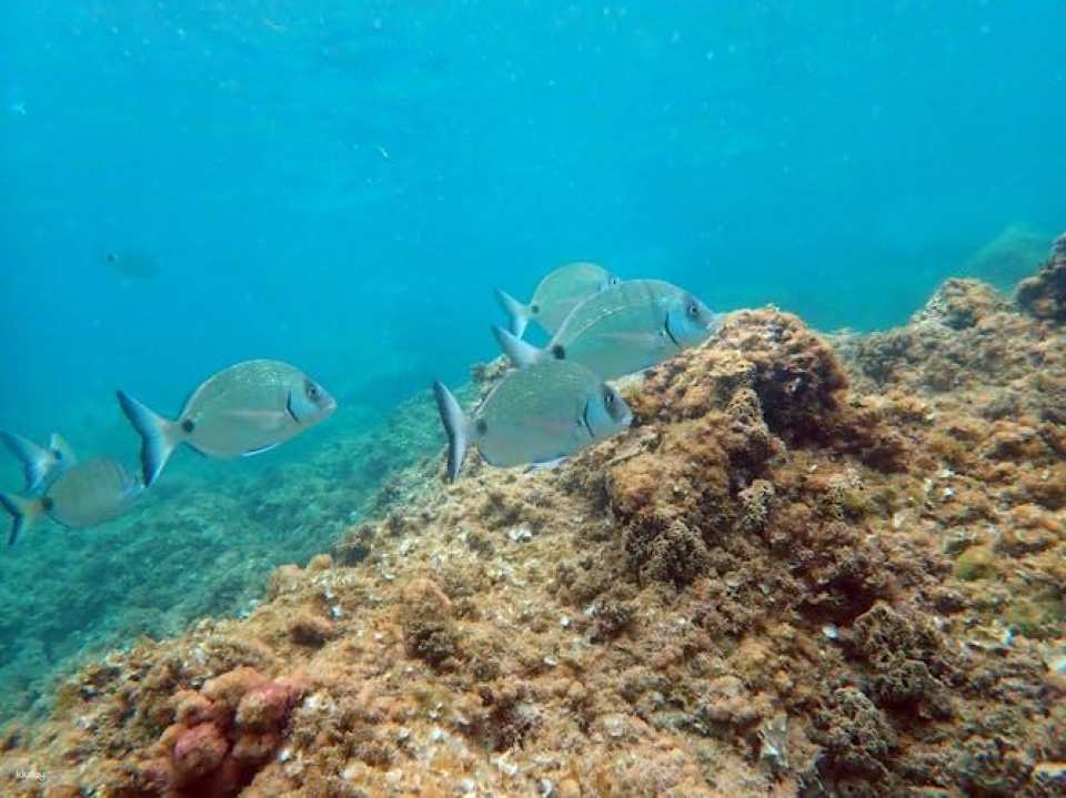 Scuba diving trip from Santa Pola