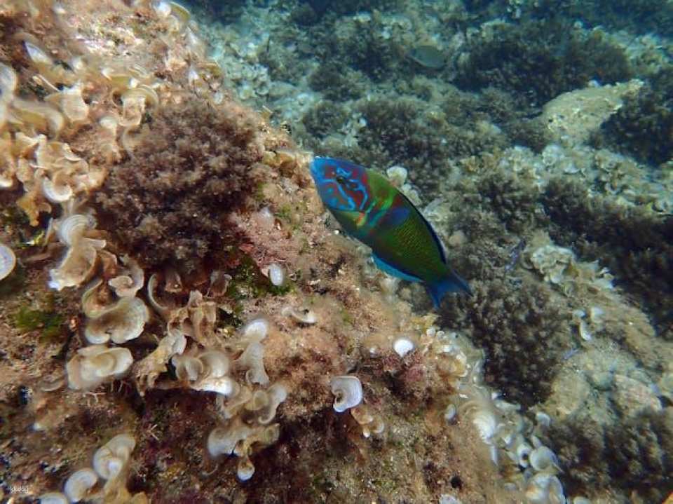 Scuba diving trip from Santa Pola