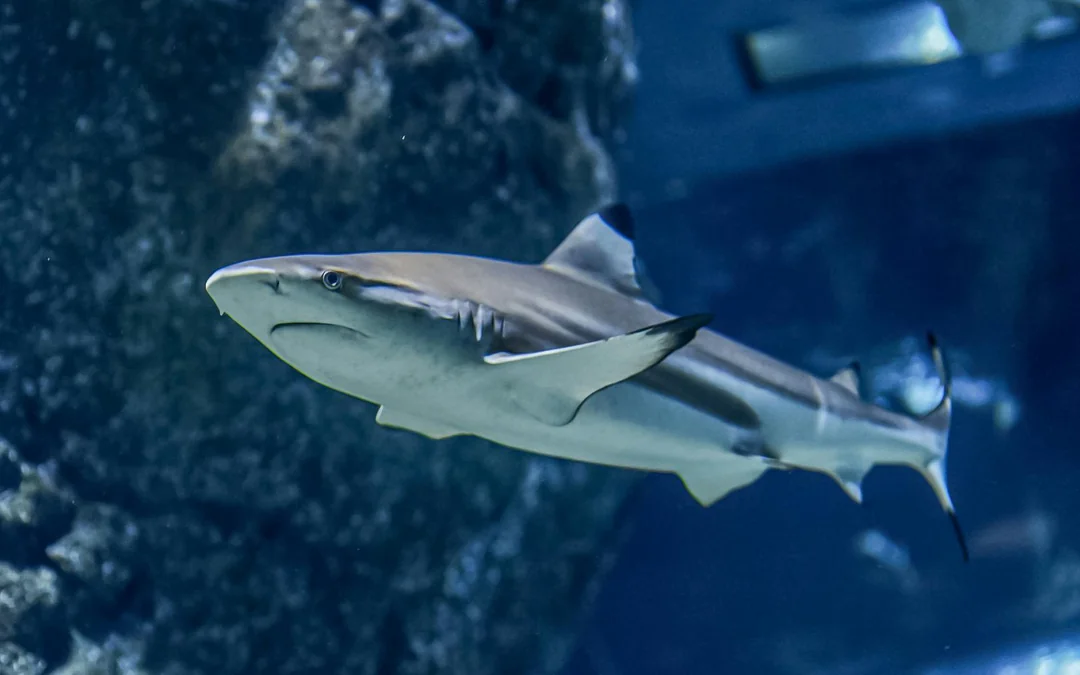 SEA LIFE Aquarium Busan Entry Tickets with Lotte Voucher Image 4