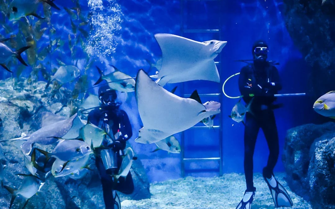 SEA Life Bangkok and Glass Bottom Boat Image 10