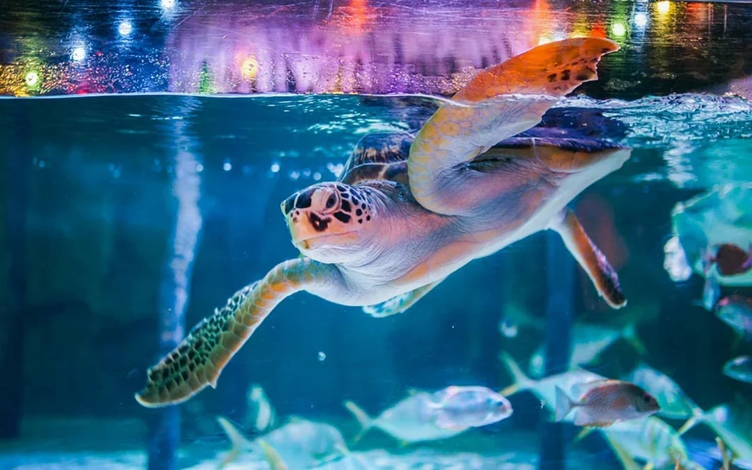 SEA LIFE Bangkok Tickets Image 6