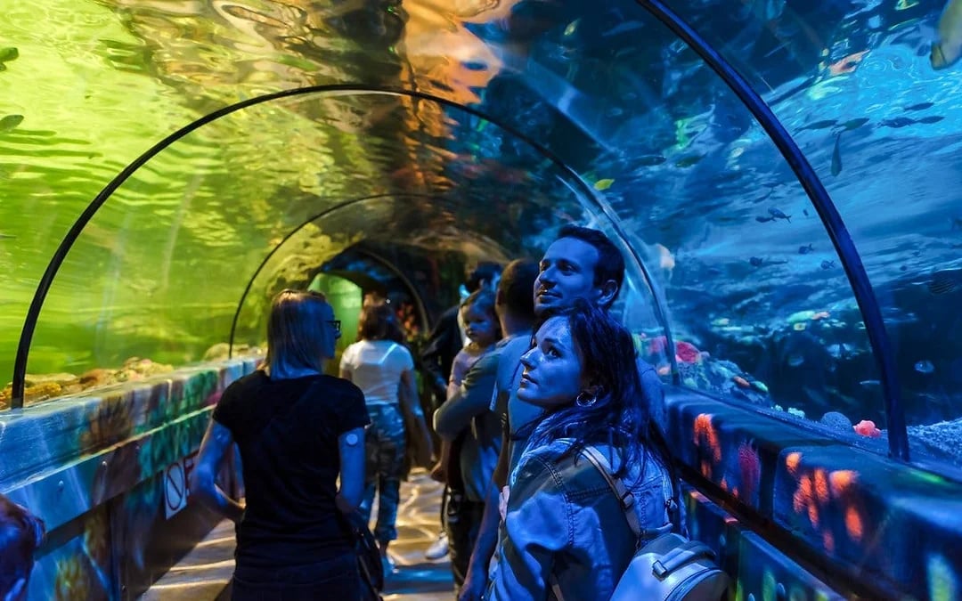 SEA LIFE Brighton: Deluxe Anytime Package Image 4