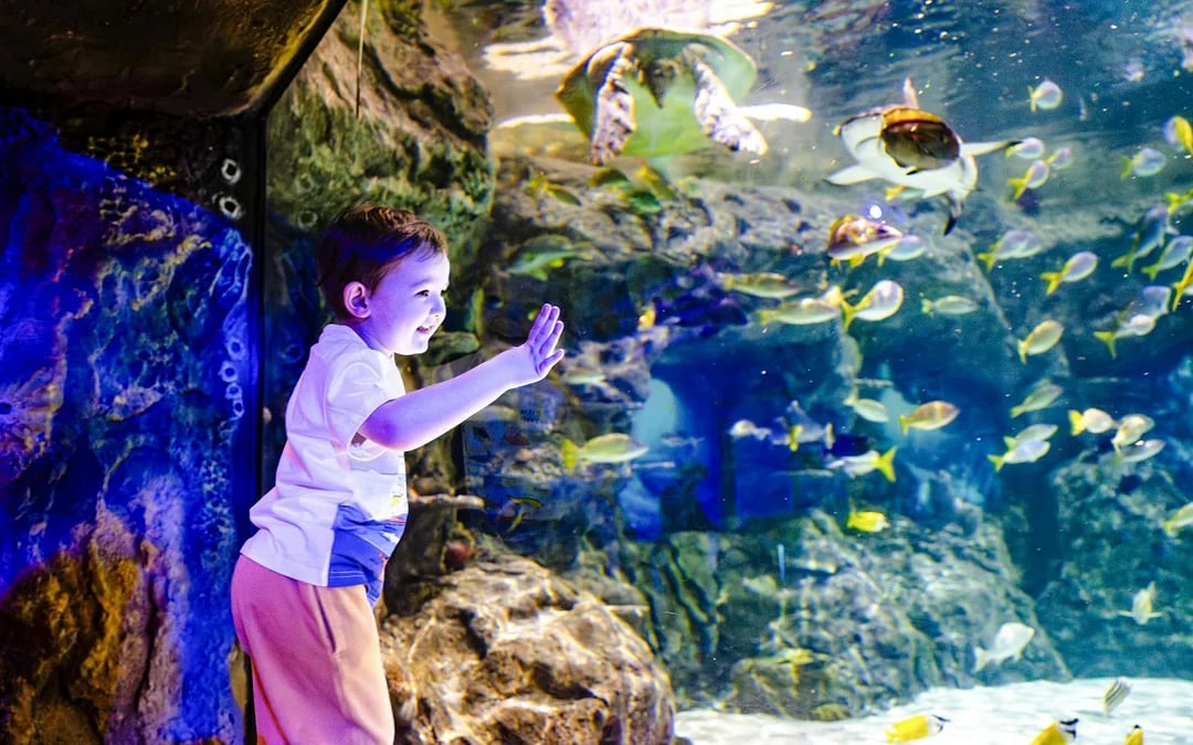 SEA LIFE Brighton: Deluxe Anytime Package Image 6